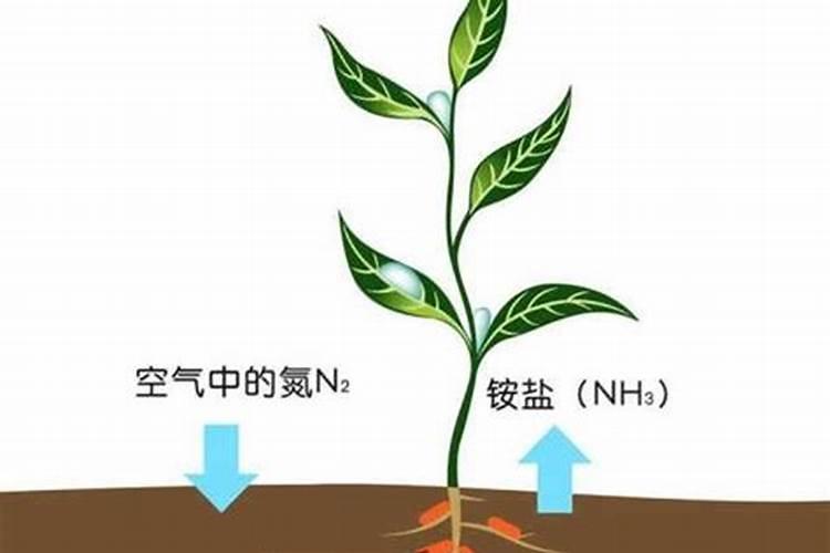氮肥的作用及使用方法