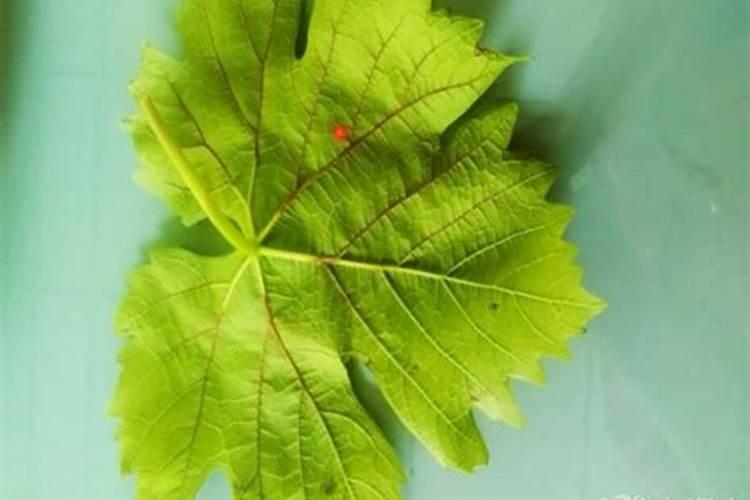 葡萄流体硼过量葡萄穗轴出现褐色