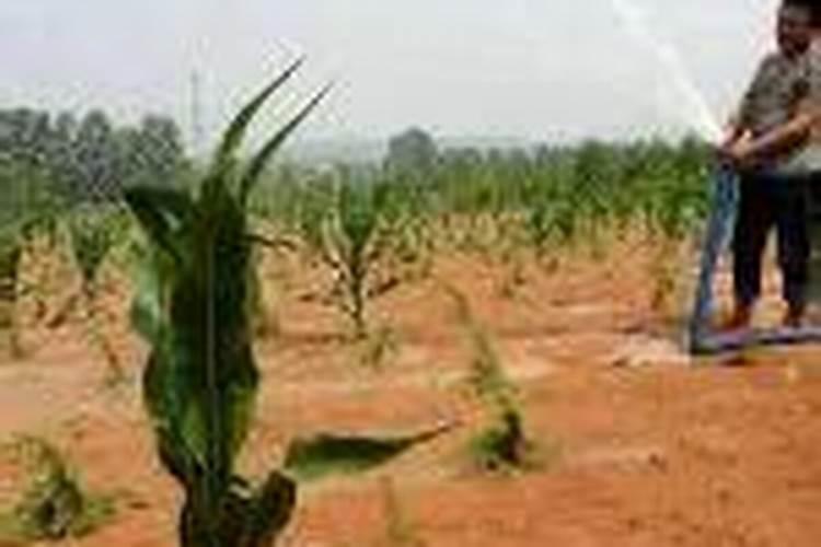 葡萄膨果肥用什么肥最好,葡萄的施肥时间是哪个时候