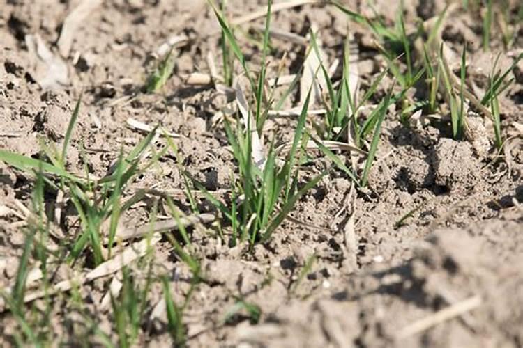 液体氮肥的使用方法