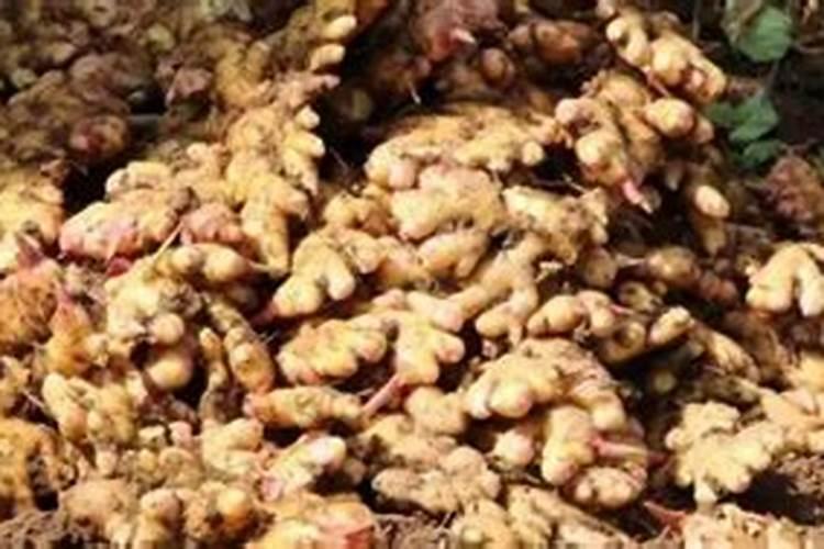 磷肥对生姜伤根吗？