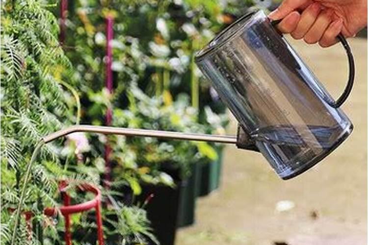 叶面肥的使用方法