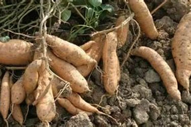 红薯钾肥使用技巧 植株促进早发