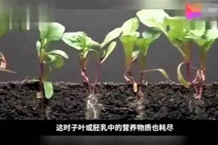 新栽柑橘幼苗怎么施肥 柑橘幼苗生长需要怎么施肥