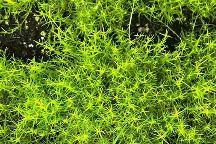 苔藓用什么肥 施肥主要施加的是氮肥