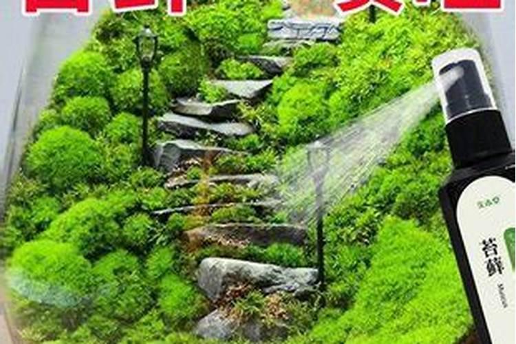 蓝莓苔藓苗种植后我用肥了怎么办？