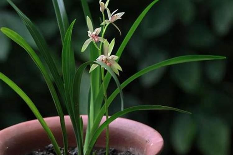 建兰怎么施肥 建兰如何施肥