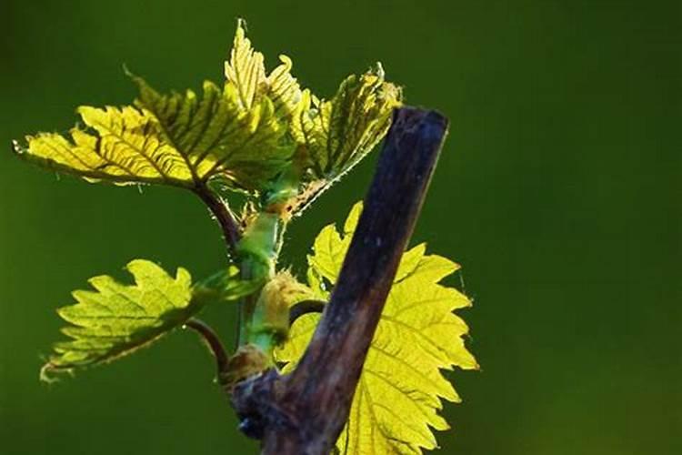 第一年葡萄小苗施什么肥(刚种葡萄苗用什么肥料长得快)