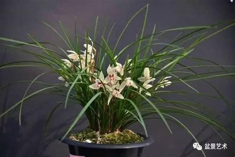 怎么给兰花施肥