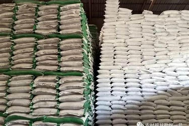 种菠菜过程中怎样正确放置肥料？