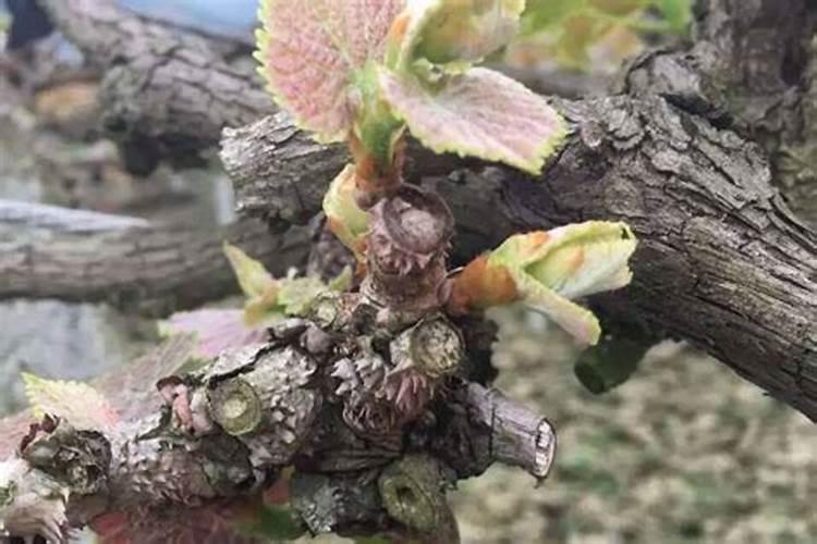 夏黑葡萄施肥方案