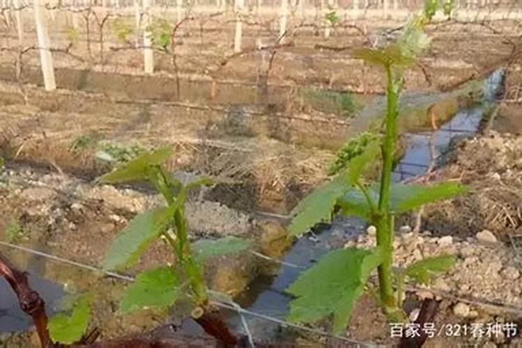 为什么我的葡萄树不发芽呢