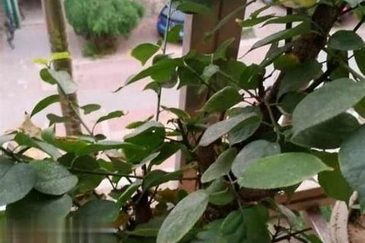 迎春花叶子发黄怎么办