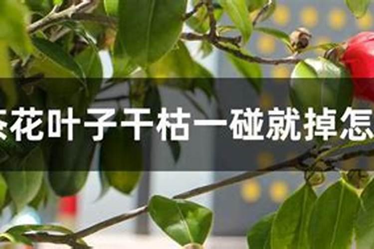 迎春花叶子发黄怎么办