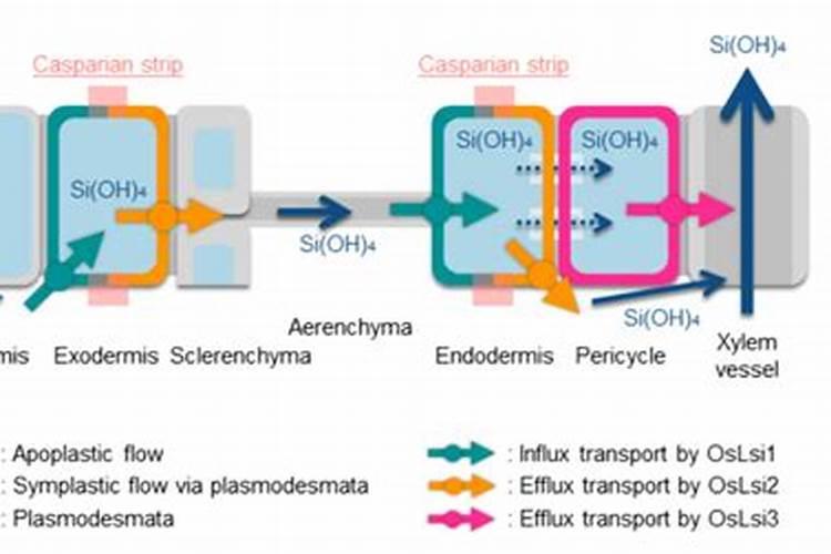 硅肥叶喷有触进茄子木质化功能吗？请专家指教。