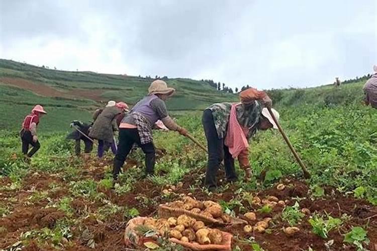 马铃薯雪粉在哪里多？