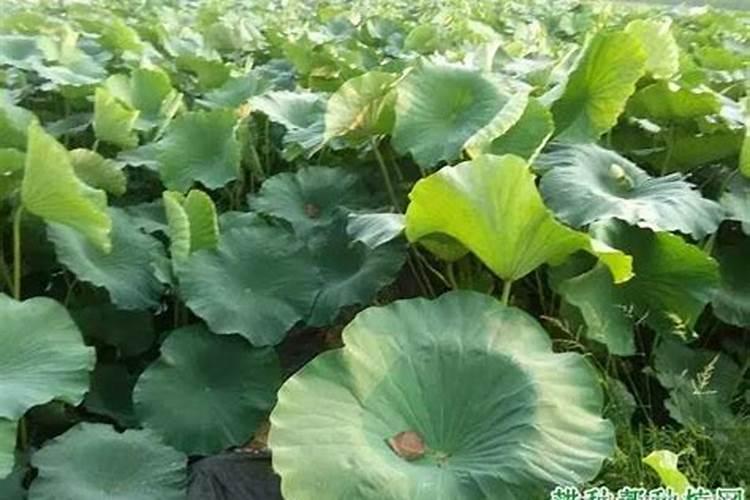 冬瓜可以间隔七天都打朋吗？