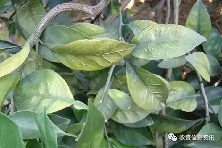柑橘缺镁,硼,锌的症状分别是什么,有什么防治方法