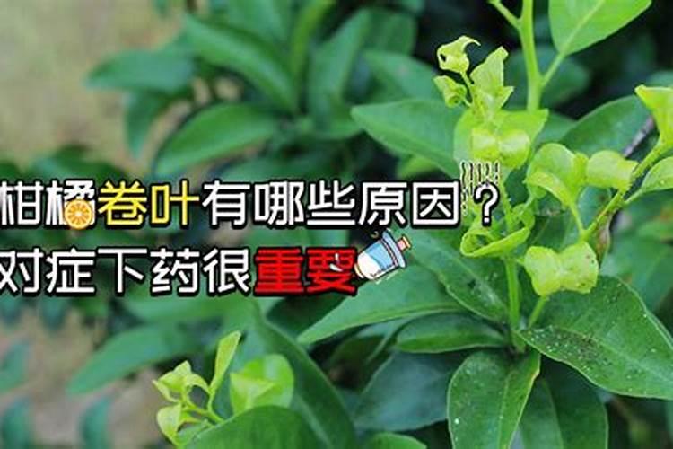 柑橘缺硼会怎样？怎么补充硼肥？