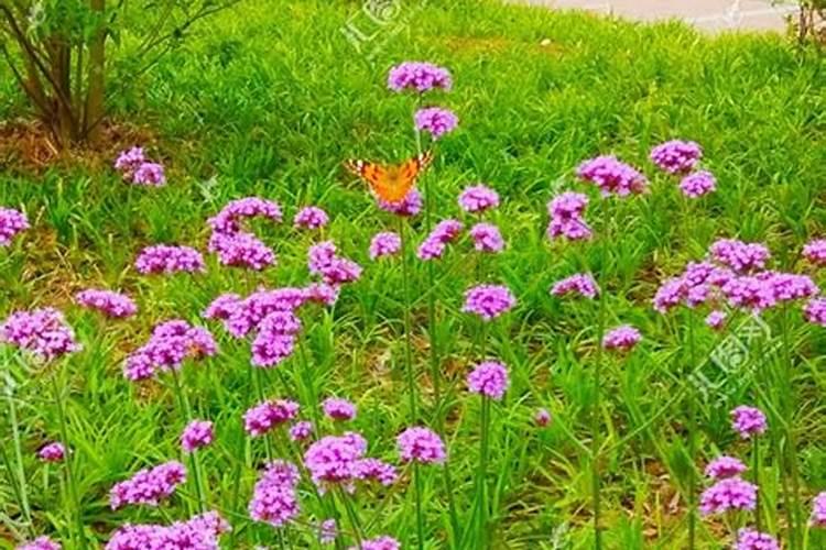 柳叶马鞭草的养殖方法