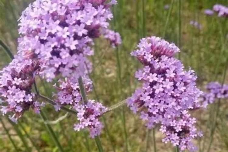 柳叶马鞭花种植方法