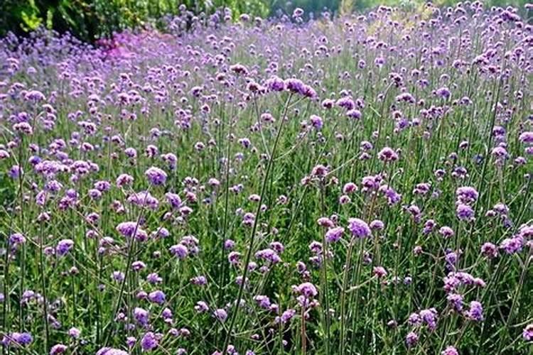 细叶美女樱怎么养