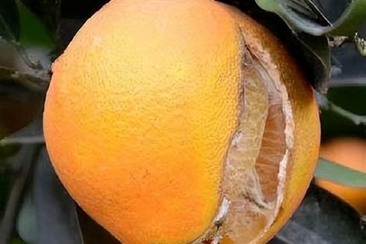 在果树上如何施用钙肥