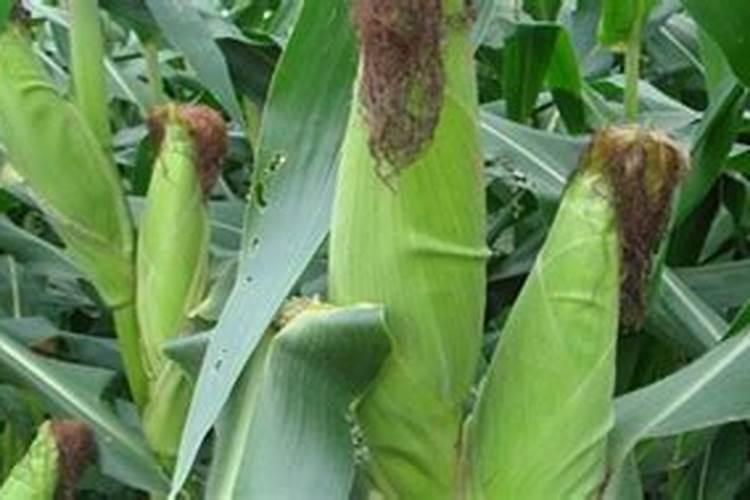 固态水溶肥和液态水溶肥哪个效果好？