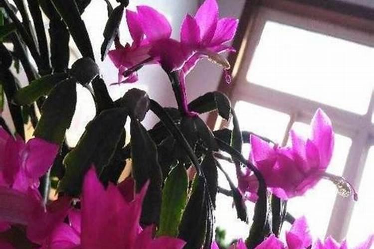 喷洒石灰水时温度过高会不会伤害柑橘树？