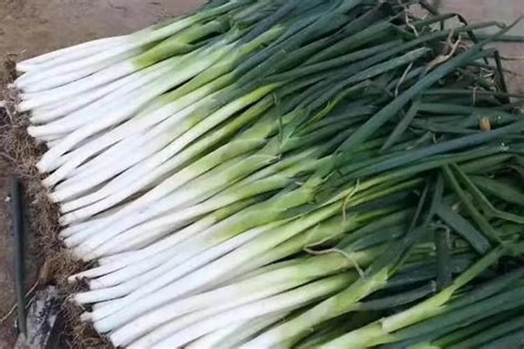 移植大葱如何开沟