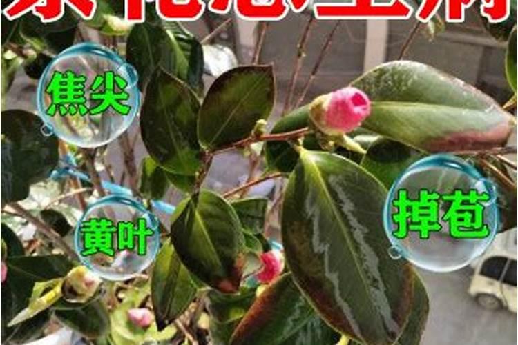 种茶花用什么肥料最好