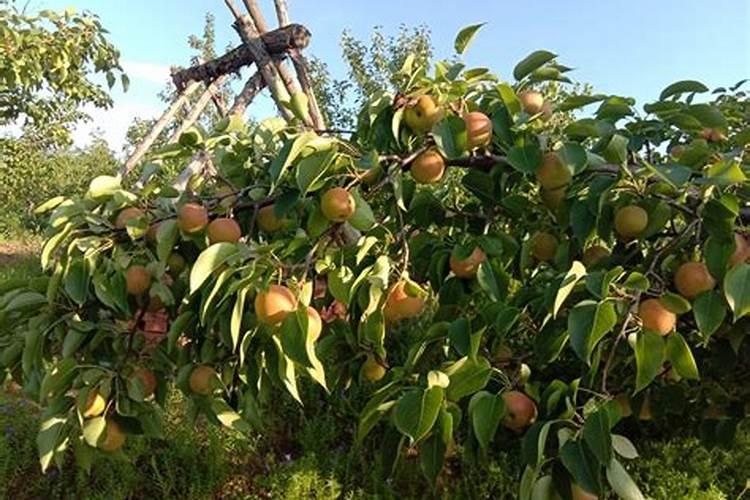 果树专用肥有哪几种