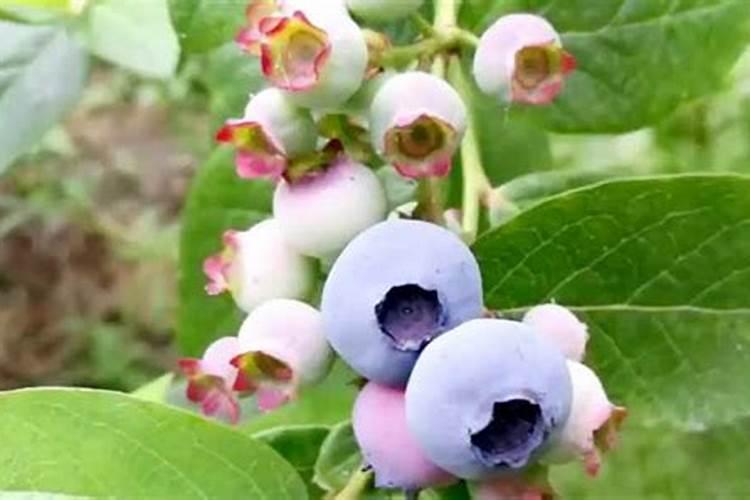 蓝莓用什么肥料