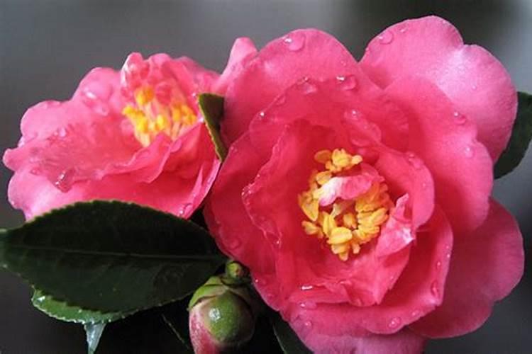 茶花带苞如何喷施叶面肥