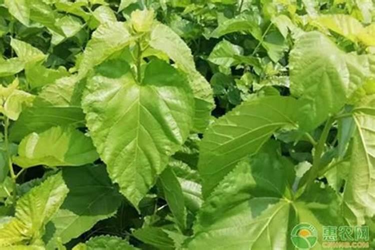 桑树用什么肥料最好