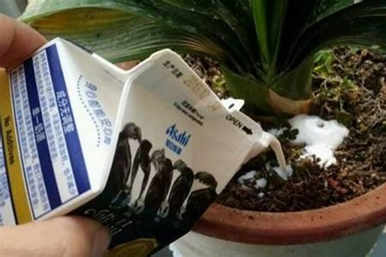 帮农药贴叶面用什么