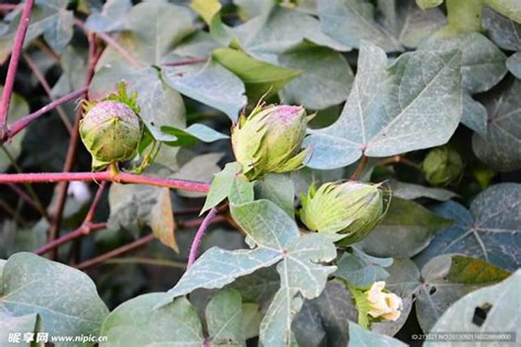 棉花的长桃肥要怎样施用？