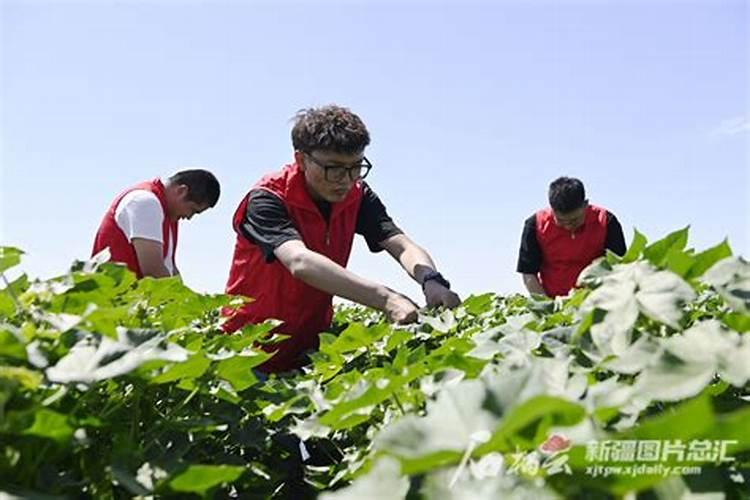 桃树结果期用什么叶面肥效果好？桃树膨果期追施什么肥料好？