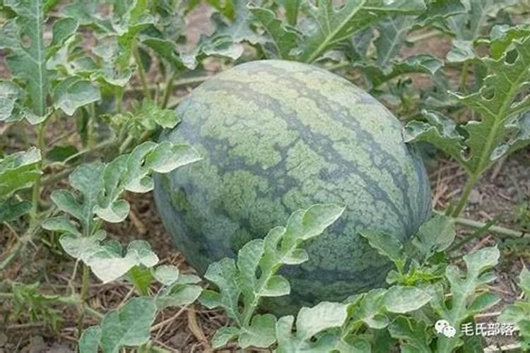 西瓜喜钾还是钾肥