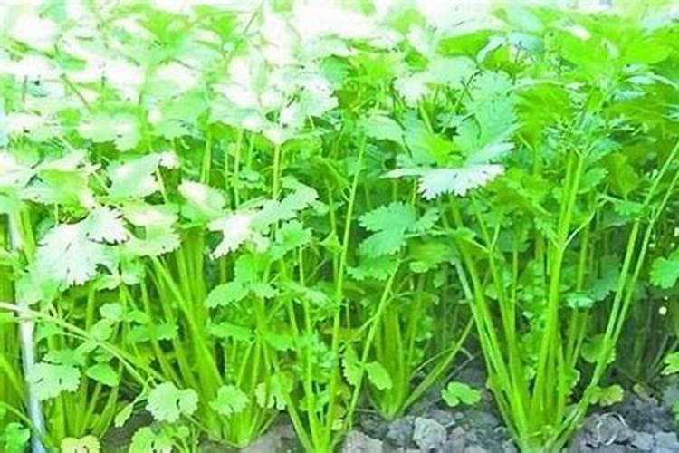 香菜用什么土方法施肥最好