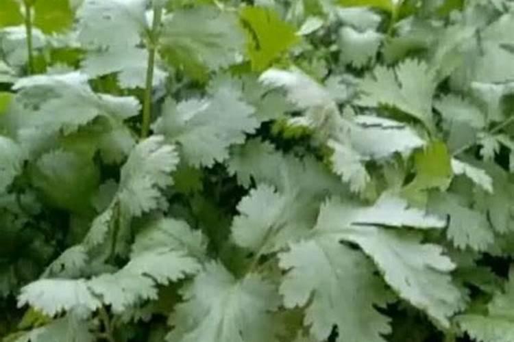 怎么能让香菜快速变绿发亮？生长的更好一些