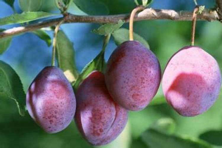 种植李子苗需补充哪些营养？「英英李子园种植课堂」