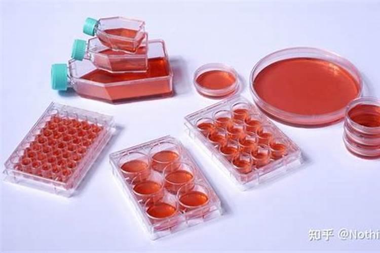 鹅掌柴用什么肥,氮肥可促进叶面生长