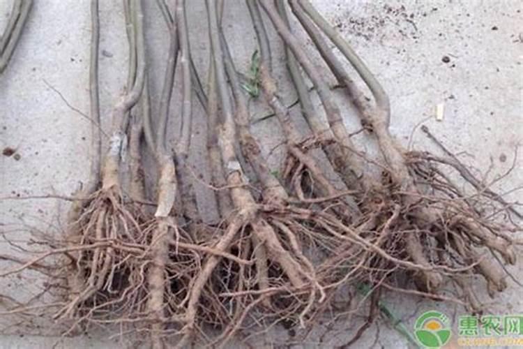 阳台盆栽葡萄怎么提高成活率(葡萄裸根苗的栽植方法)