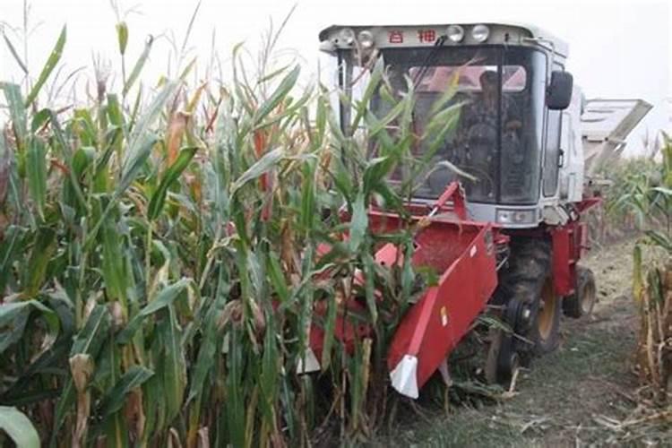 玉米秸秆还田应该注意什么 怎么正确有效使玉米秸秆还田