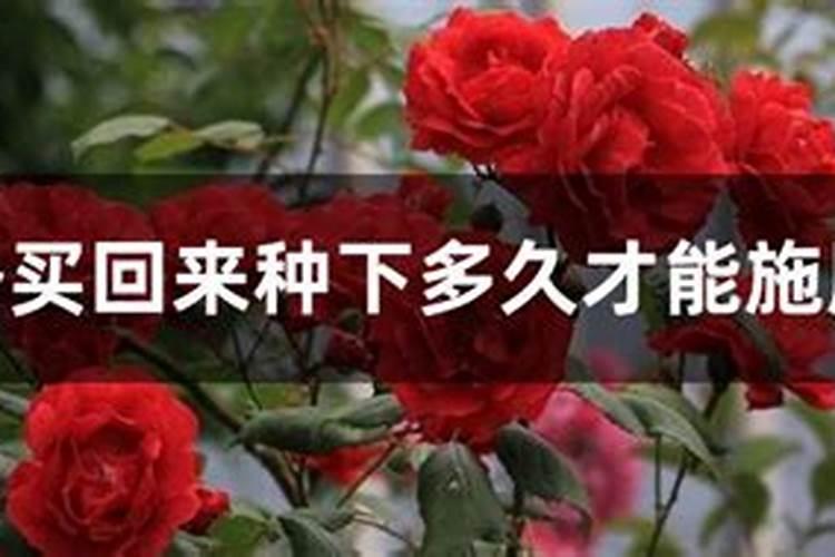 国产最贵的复合肥