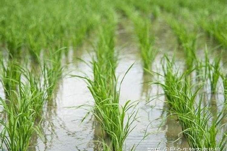 水稻施钾肥正确方法