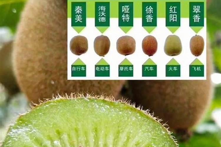 猕猴桃想要达到降本增效的目的,需要采取哪些管理措施？