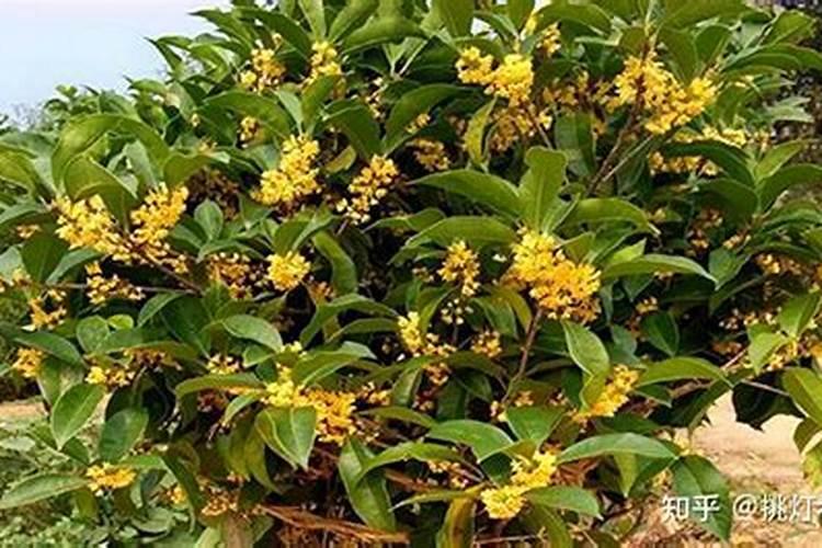 桂花如何施钾肥