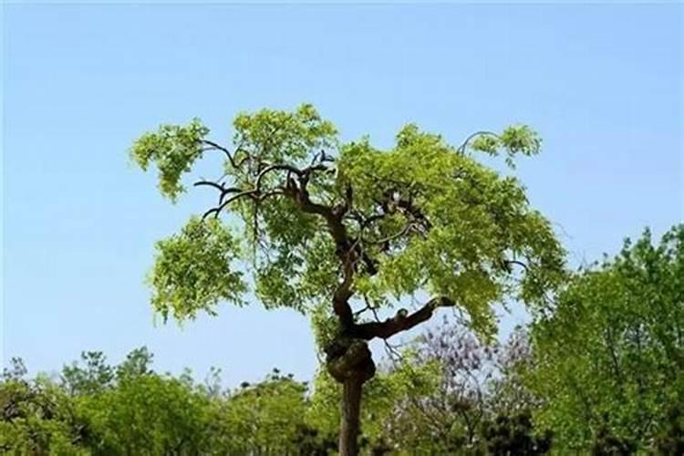 垂槐树小苗怎么施肥最好